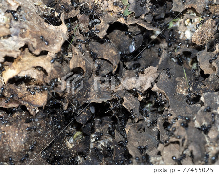 ants inside anthill in the wood ants inside anthill in the wood 77455025