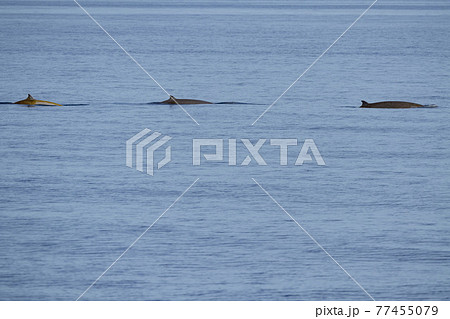 Cuvier Goose Beaked whale dolphin Ziphius cavirostris Cuvier Goose Beaked whale dolphin Ziphius cavirostris 77455079