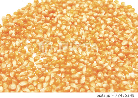 トウモロコシを乾燥させた状態 トウモロコシを乾燥させた状態 77455249