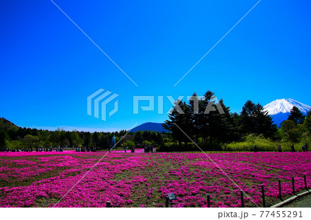 山梨の芝桜まつり 77455291