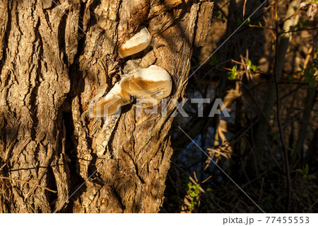 Polypore on a tree trunk Polypore on a tree trunk 77455553