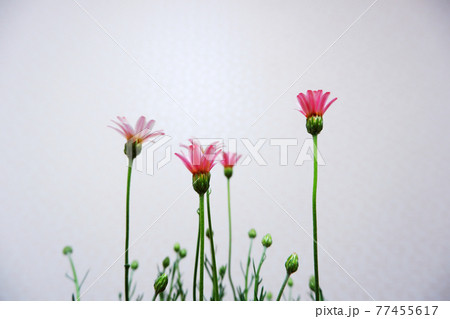 ローダンセマム アプリコットジャム 花 ローダンセマム アプリコットジャム 花 77455617