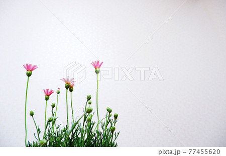 ローダンセマム アプリコットジャム 花の写真素材 ローダンセマム アプリコットジャム 花の写真素材