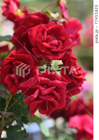 バラ(コモドーレ) バラ(コモドーレ) 77455820