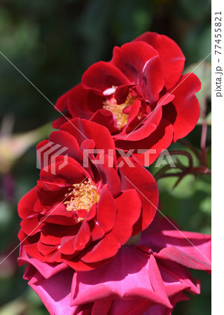 バラ(コモドーレ) バラ(コモドーレ) 77455821