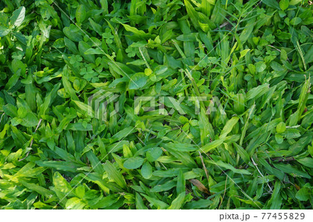 Top view of green grass texture background Idea concept used for making green backdrop. 77455829