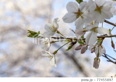 満開のオオシマザクラ 77455897