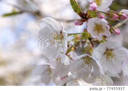 満開のオオシマザクラ 満開のオオシマザクラ 77455937