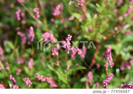 イヌタデ 77456087