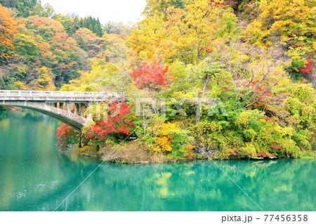 久米路峡の紅葉 77456358