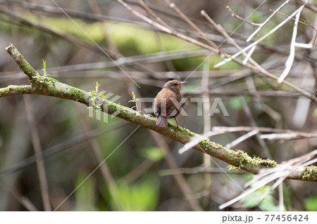 小さな鳥　ミソサザイ 77456424