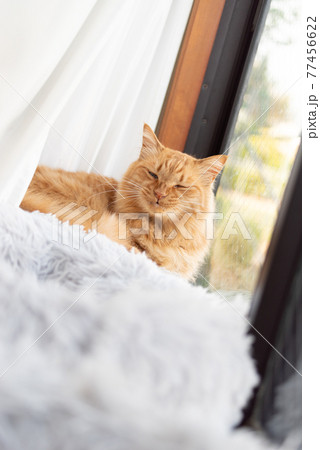 窓辺でくつろぐ猫 茶トラ猫 窓辺でくつろぐ猫 茶トラ猫 77456622