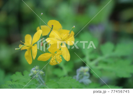 春の野草～クサノオウ 77456745