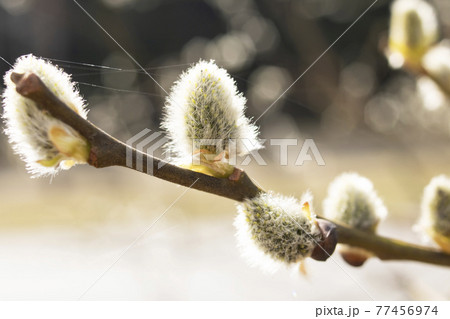 Willow branch with fluffy buds close up 77456974