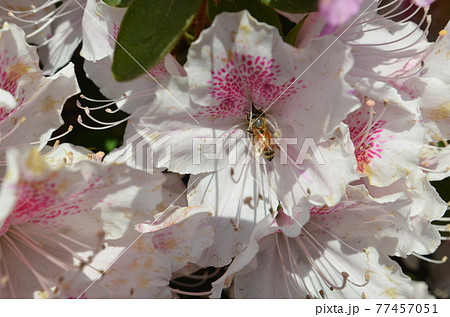群馬 ツツジの花の蜜を吸うミツバチの写真素材