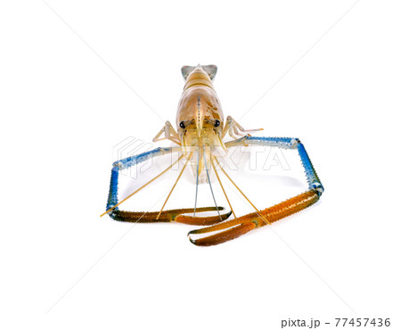 Fresh shrimp,prawn isolated on white background 77457436