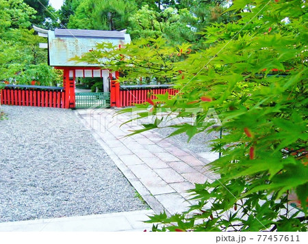 京都の青もみじ 新緑 京都の青もみじ 新緑 77457611