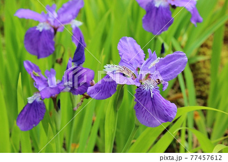 初夏の花 イチハツ 初夏の花 イチハツ 77457612