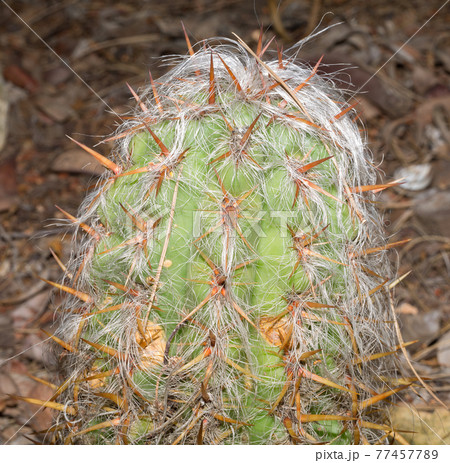 Old Man Cactus (Cephalocereus Senilis). Old Man Cactus (Cephalocereus Senilis). 77457789