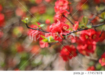 ボケの花 ボケの花 77457878