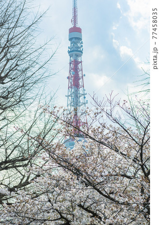桜と東京タワー、桜並木から見える東京タワー、都会の公園の桜、満開の桜 桜と東京タワー、桜並木から見える東京タワー、都会の公園の桜、満開の桜 77458035