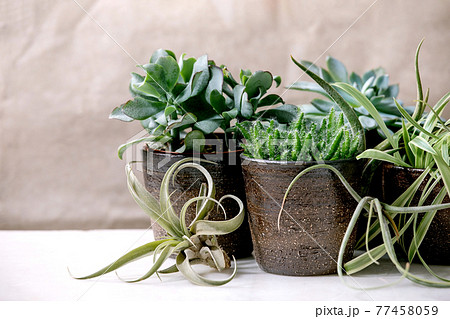 Tillandsia air and different succulent plant in ceramic pots Tillandsia air and different succulent plant in ceramic pots 77458059