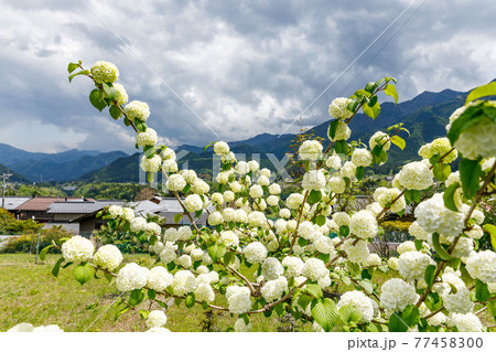 埼玉県秩父市　中山道の宿場　贄川宿　かかしの里　オオデマリ 77458300