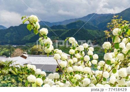 埼玉県秩父市 中山道の宿場 贄川宿 かかしの里 オオデマリ 埼玉県秩父市 中山道の宿場 贄川宿 かかしの里 オオデマリ 77458429