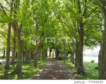 公園の小径 77458482