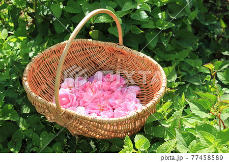 早朝に収穫！ダマスクローズ 77458589