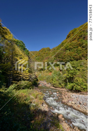 紅葉始めの真っ青な秋の空の妙高高原苗名滝への沢を撮る 紅葉始めの真っ青な秋の空の妙高高原苗名滝への沢を撮る 77458643