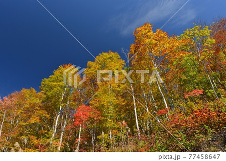 秋の青い空に、妙高笹ヶ峰高原の刺激的な紅葉を写す 秋の青い空に、妙高笹ヶ峰高原の刺激的な紅葉を写す 77458647