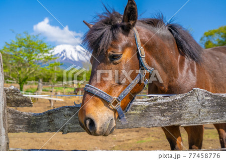 初夏の牧場 富士山と馬 初夏の牧場 富士山と馬 77458776