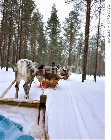 フィンランドのトナカイそり フィンランドのトナカイそり 77458781