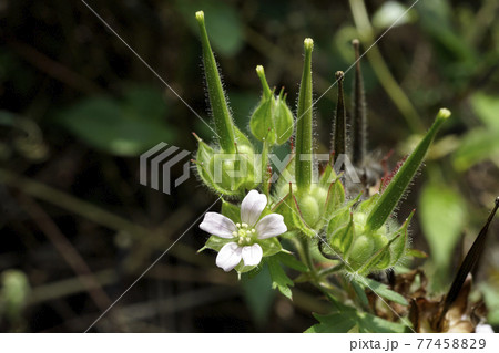 小さなピンクの野に咲くアメリカフウロの花 小さなピンクの野に咲くアメリカフウロの花 77458829