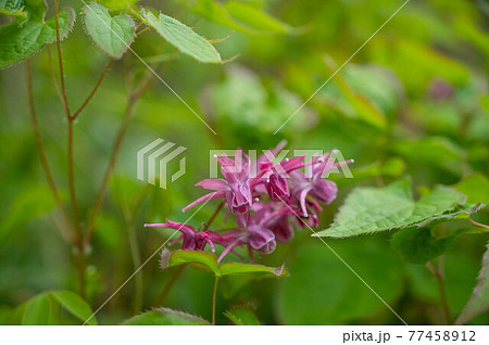 イカリソウの花 77458912