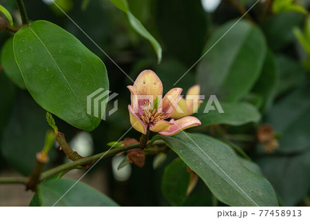 芳醇な香りのカラタネオガダマの花 芳醇な香りのカラタネオガダマの花 77458913