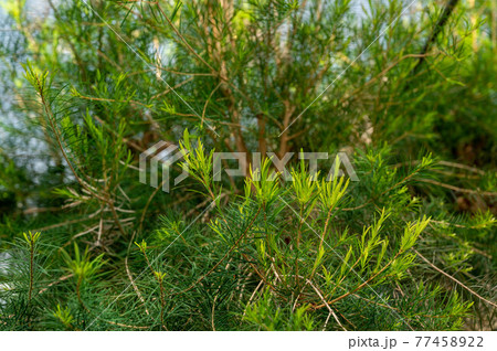 ティートゥリーの木 77458922