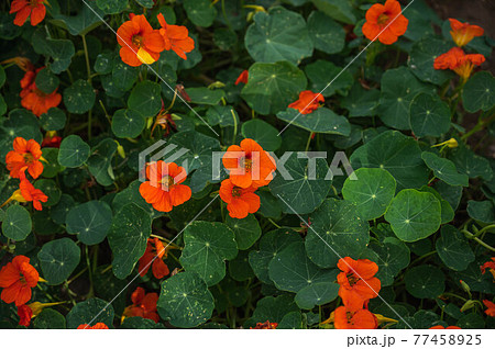 ナスタチウムの花 ナスタチウムの花 77458925