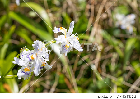 埼玉県秩父市　中山道の宿場　贄川宿　かかしの里　シャガ 77458953