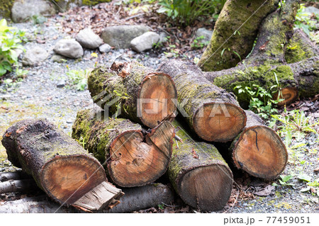 埼玉県秩父市　中山道の宿場　贄川宿　かかしの里　丸太置場 77459051
