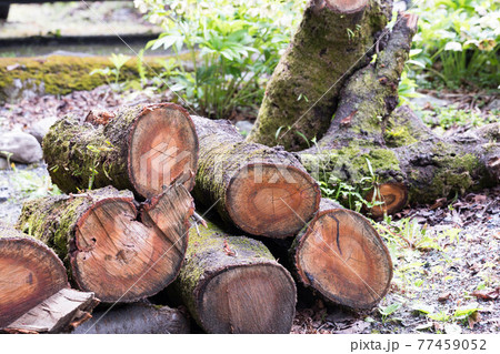 埼玉県秩父市　中山道の宿場　贄川宿　かかしの里　丸太置場 77459052