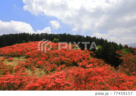 大和葛城山 大和葛城山 77459157