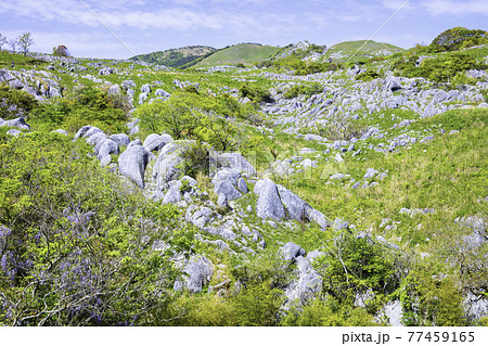 平尾台の美しい景色(福岡県北九州市) 平尾台の美しい景色(福岡県北九州市) 77459165