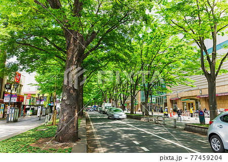 東京　府中市　ケヤキ並木 77459204