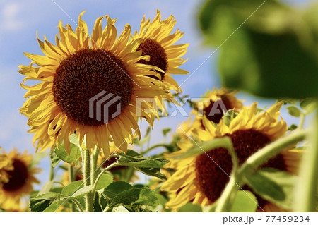 夏の花　ひまわり 77459234