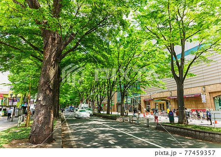 東京　府中市　ケヤキ並木 77459357