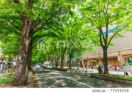 東京 府中市 ケヤキ並木 東京 府中市 ケヤキ並木 77459358