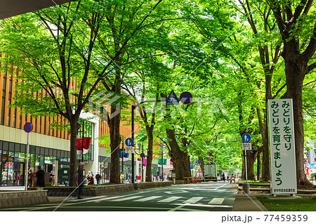 東京 府中市 ケヤキ並木 東京 府中市 ケヤキ並木 77459359