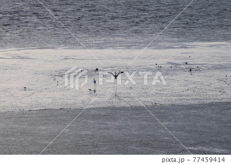 有明海の鳥たち 77459414